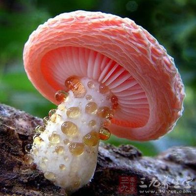 毒蘑菇中毒怎么办