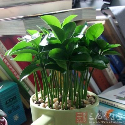 秋季养花有讲究 养对养好益处多(2)