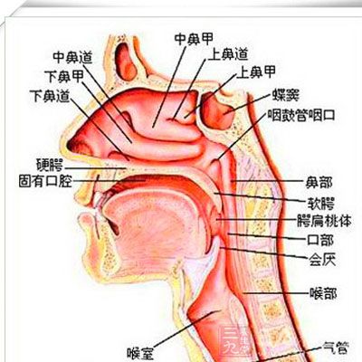 鼻子部位结构分析图