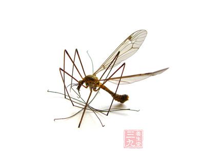 新发现 基因使一些人更招蚊子