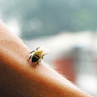 被蜜蜂蛰伤的急救措施--三九养生堂专家专栏