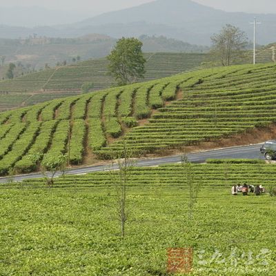 普洱茶茶青的采收从每年2月下旬至11月中旬都可进行