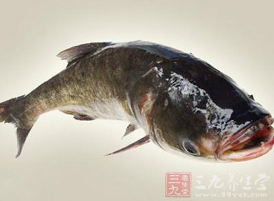 主料：鳙鱼或草鱼(大鱼)头1个