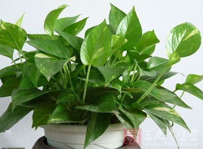 去甲醛绿萝有效 菠萝不灵