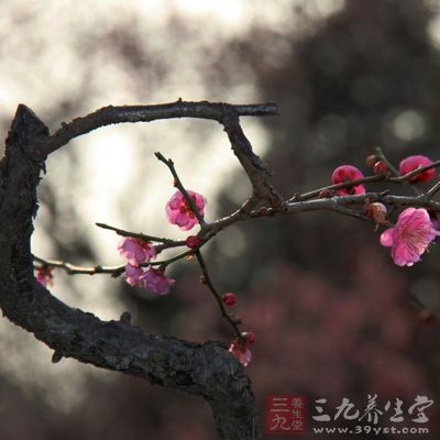 南京旅游节庆活动：南京梅花节