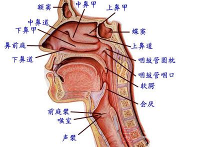 喉头位于咽部与支气管之间,呼吸气体的必经之路