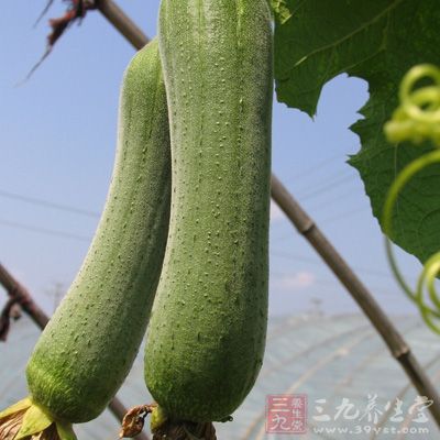 丝瓜含蛋白质、脂肪、碳水化合物、钙、磷、铁及维生素B1、维生素C