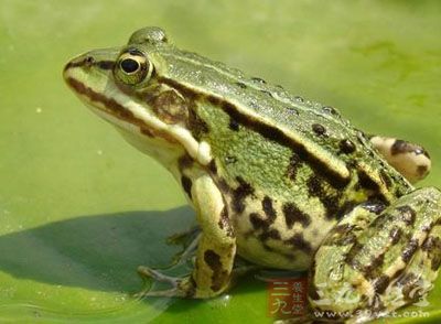 家长竟相信土偏方吞食活青蛙治病