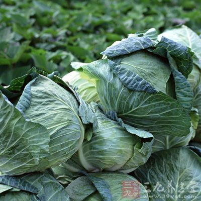 卷心菜含有大量的维生素C、纤维素以及碳水化合物和矿物质