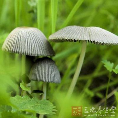 警惕毒蘑菇 成都敲响舌尖上的警钟