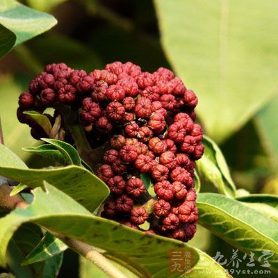 吴茱萸、炙甘草各10克