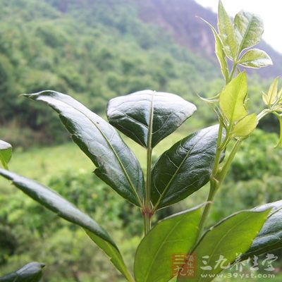 藤茶的营养价值-三九养生堂养生百科