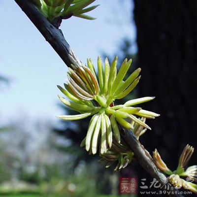 杜仲雄花所含松脂醇双糖甙