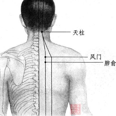 以肺俞為重點(diǎn)揉脊柱兩側(cè)