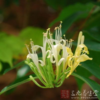 金银花30克