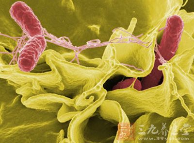 食品安全风险解析 解读沙门氏菌食物中毒