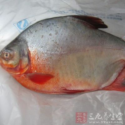 鯧魚含有豐富的不飽和脂肪酸,有降低膽固醇的功效