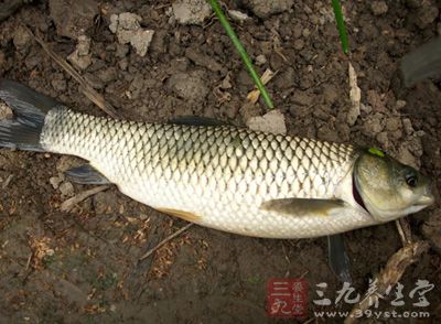 制作食材：新鲜的草鱼一尾