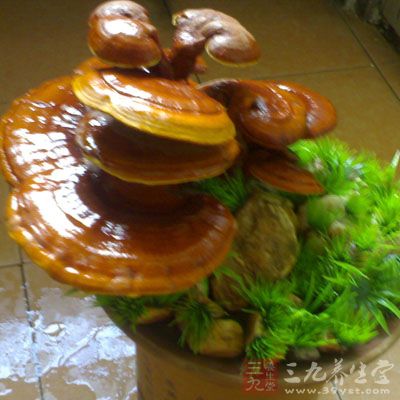 灵芝激活免疫系统自愈 灵芝激活免疫系统自愈