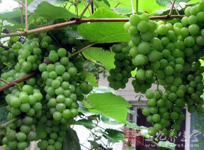 葡萄中含的白藜芦醇是一种强抗氧化剂