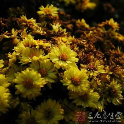 野菊花对防治流脑、流感效果好