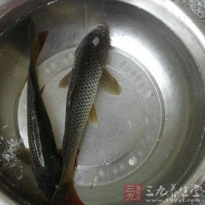 鲤鱼能利水、消肿、补虚，是一种高蛋白饮食