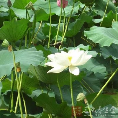 如果有便秘的现象,并且经常口舌干燥 如果有便秘的现象,并且经常口舌干燥