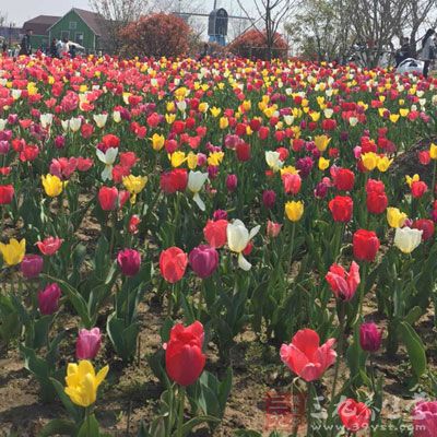 花粉过敏症虽然主要的直接致敏原是花粉