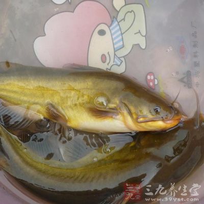 黄颡鱼性味甘平