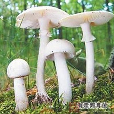 山东省食药监局发布了今年第3期餐饮服务食品安全警示信息:预防毒蘑菇