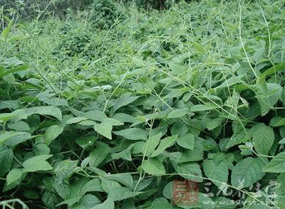 絞股藍(lán)為葫蘆科植物，在古代本草中不見(jiàn)其名