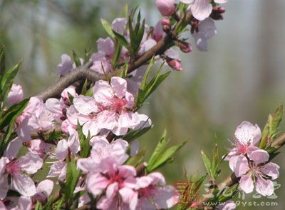 桃花是养颜茶