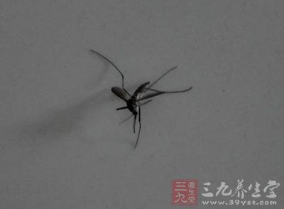 蚊子凭气味选择对象 蚊子凭气味选择对象