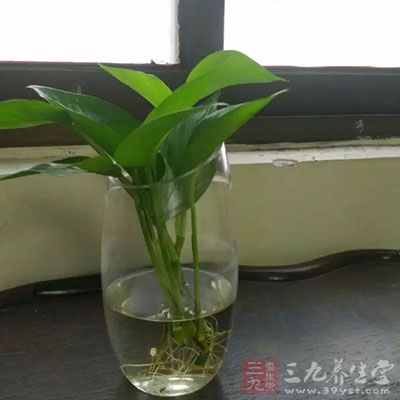 在辦公桌上養(yǎng)一盆綠蘿、富貴竹、水仙等水生植物