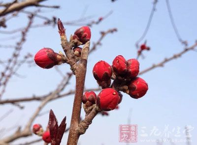 由于紧急避孕药的药剂量是常规避孕药的十多倍 由于紧急避孕药的药剂量是常规避孕药的十多倍