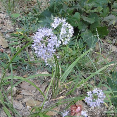 韭菜花营养分析