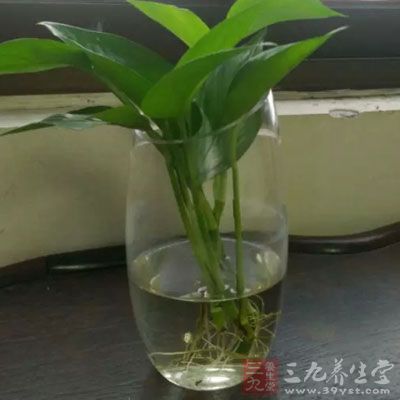 室内摆放植物要少而精。