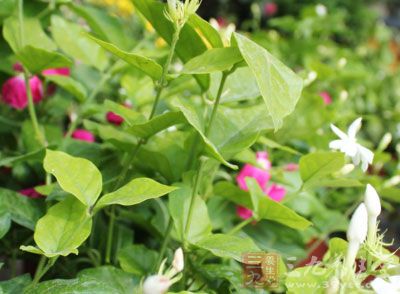 养花不仅可以供人欣赏、美化环境、令人赏心悦目 养花不仅可以供人欣赏、美化环境、令人赏心悦目