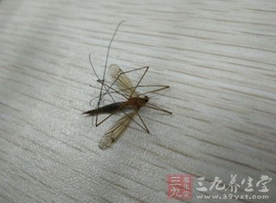 夏天令人烦恼的除了气温高、天气炎热，就是蚊虫叮咬了