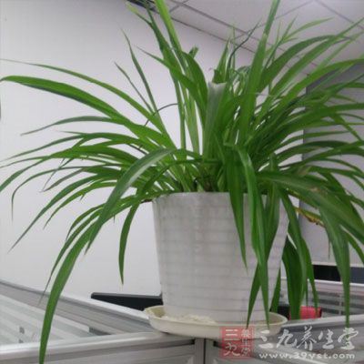 室内养植物 室内养植物