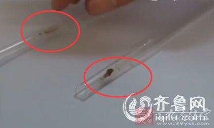 一箱蒙牛特仑苏有机纯牛奶2支吸管里生虫卵