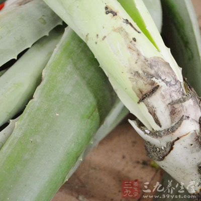 蘆薈它本身還富含鉻元素，鉻元素相當(dāng)于一個搬運(yùn)工