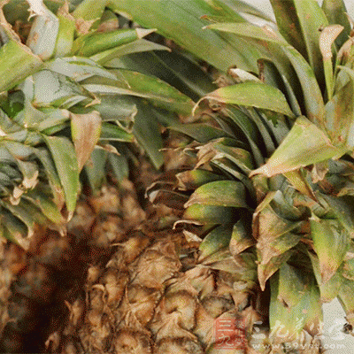 菠萝叶能帮助肉食消化吸收