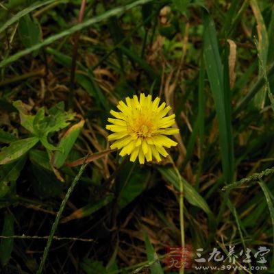 菊花对治疗眼睛疲劳、视力模糊有很好的疗效