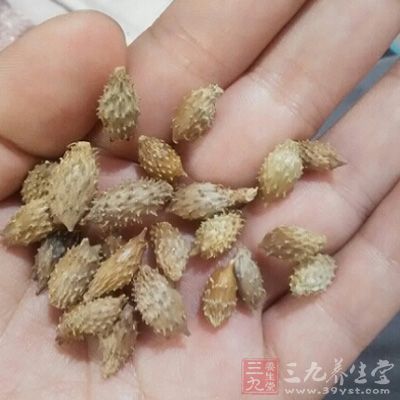 蒼耳子治鼻炎