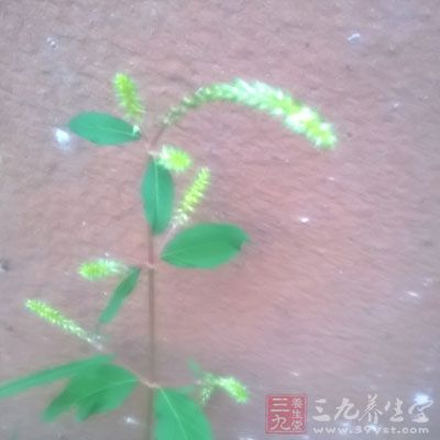 热毒壅盛，痰闭肺窍