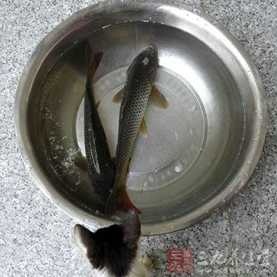 鲤鱼500克，黄酒260克，取鱼肉与黄酒同煮吃，鱼骨焙干研末，早晨用黄酒冲服