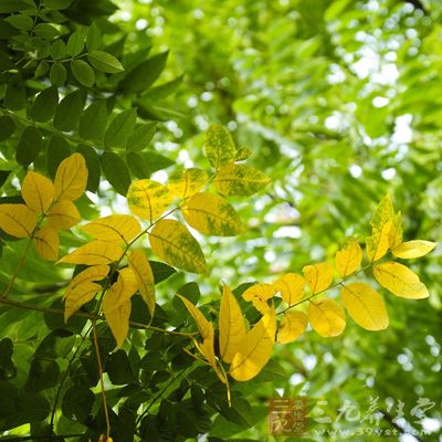 早餐过后适宜在阳台或透过窗户远眺绿色植物