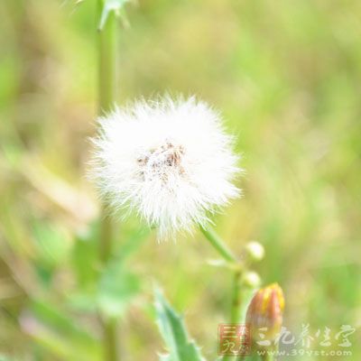 蒲公英，又名黃花地丁，其含特有的蒲公英醇