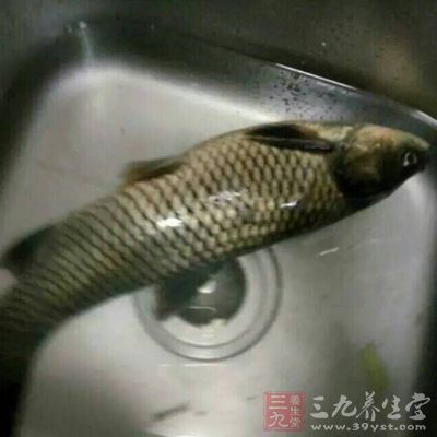 中醫(yī)也認(rèn)為鯉魚肉性平而味甘